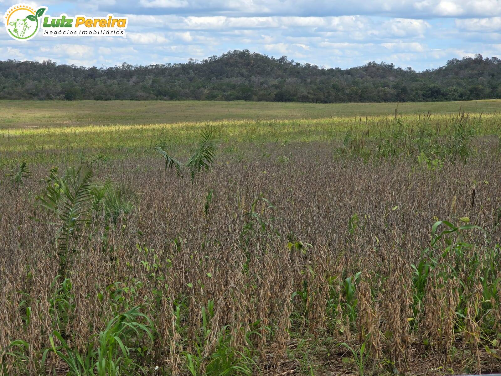 Terreno à venda, 700m² - Foto 1