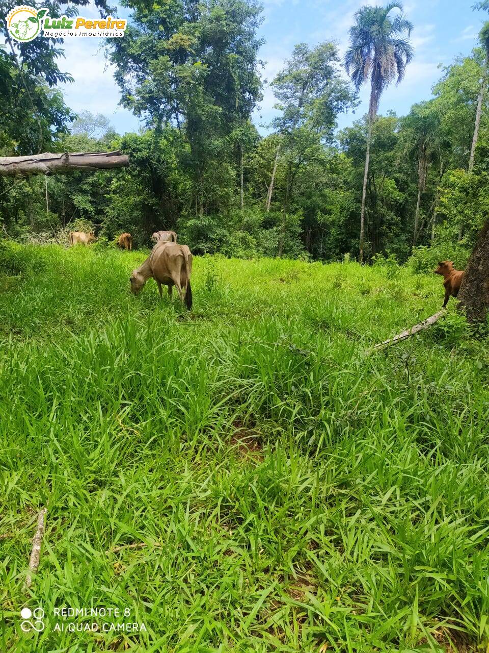 Fazenda à venda, 50m² - Foto 3