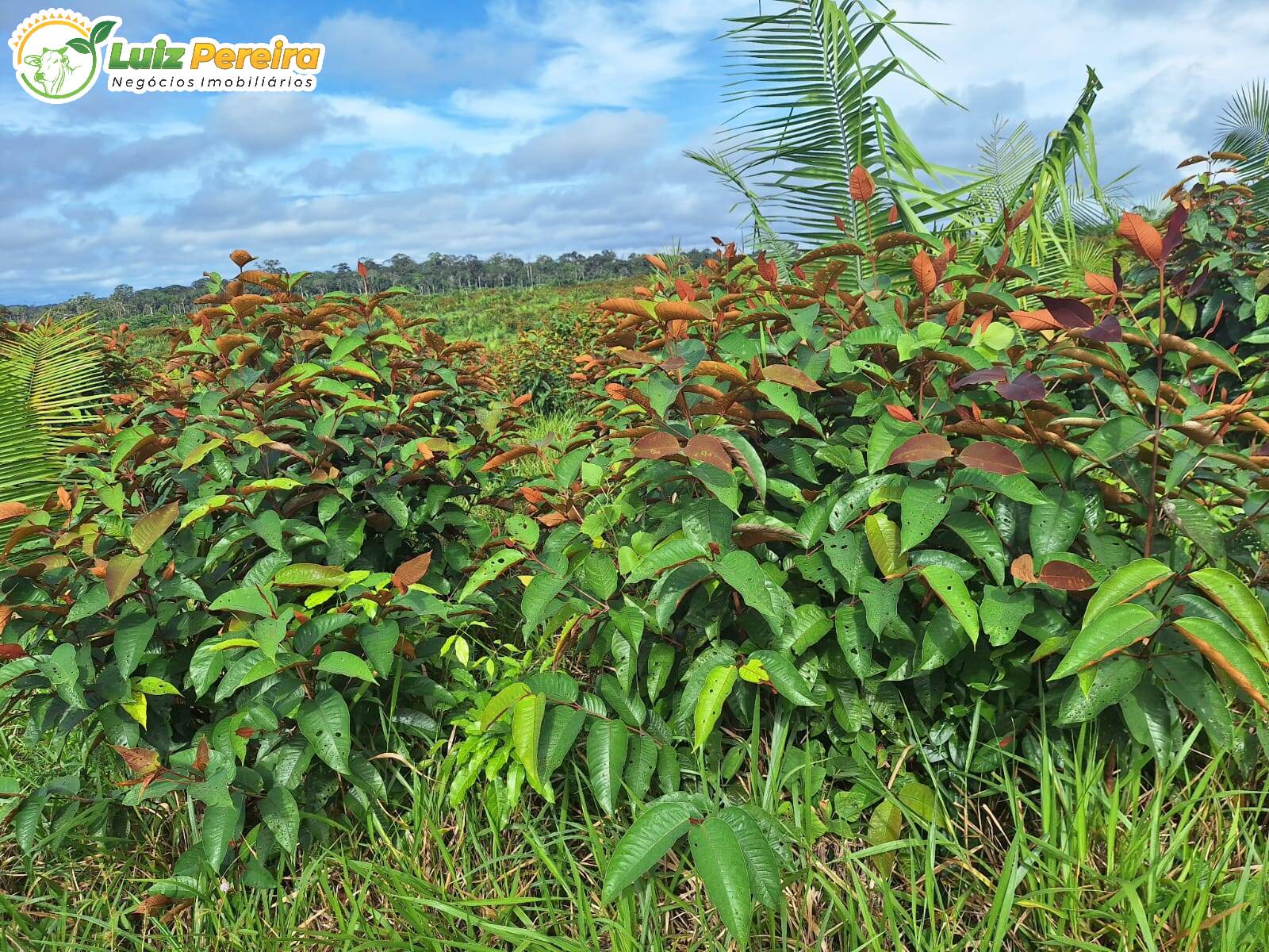 Fazenda à venda, 1645m² - Foto 3