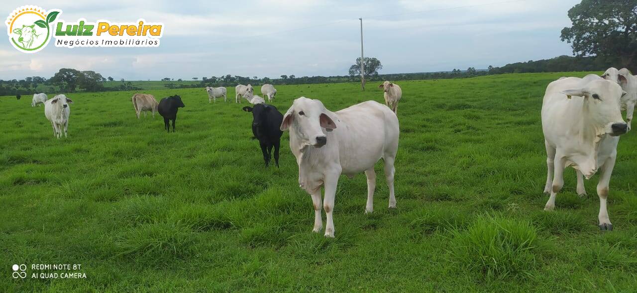 Fazenda à venda, 4530m² - Foto 5