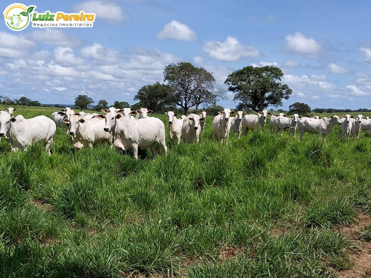 Fazenda à venda, 4530m² - Foto 4