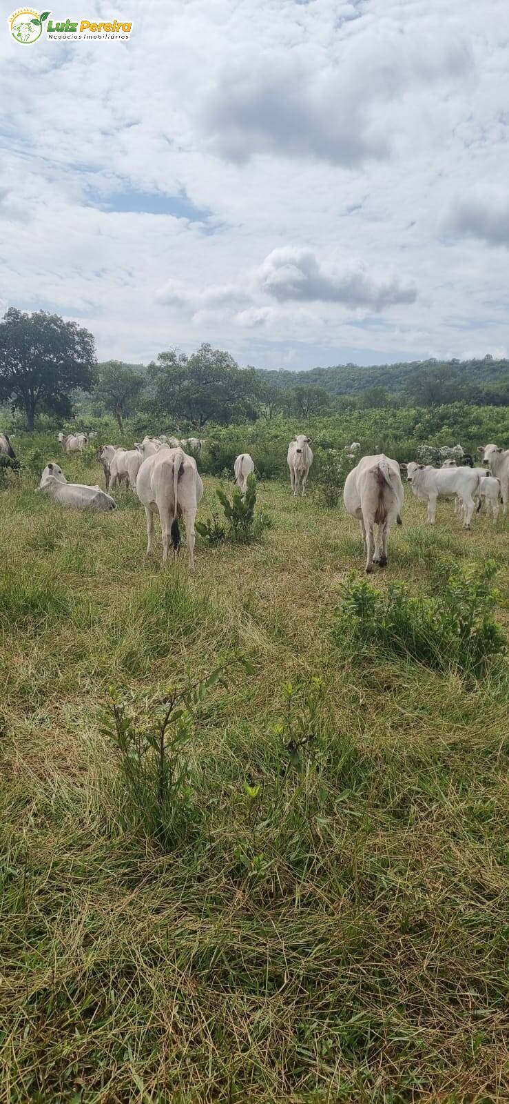 Fazenda à venda, 8760m² - Foto 2