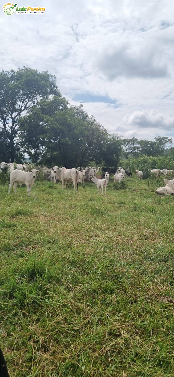 Fazenda à venda, 8760m² - Foto 3