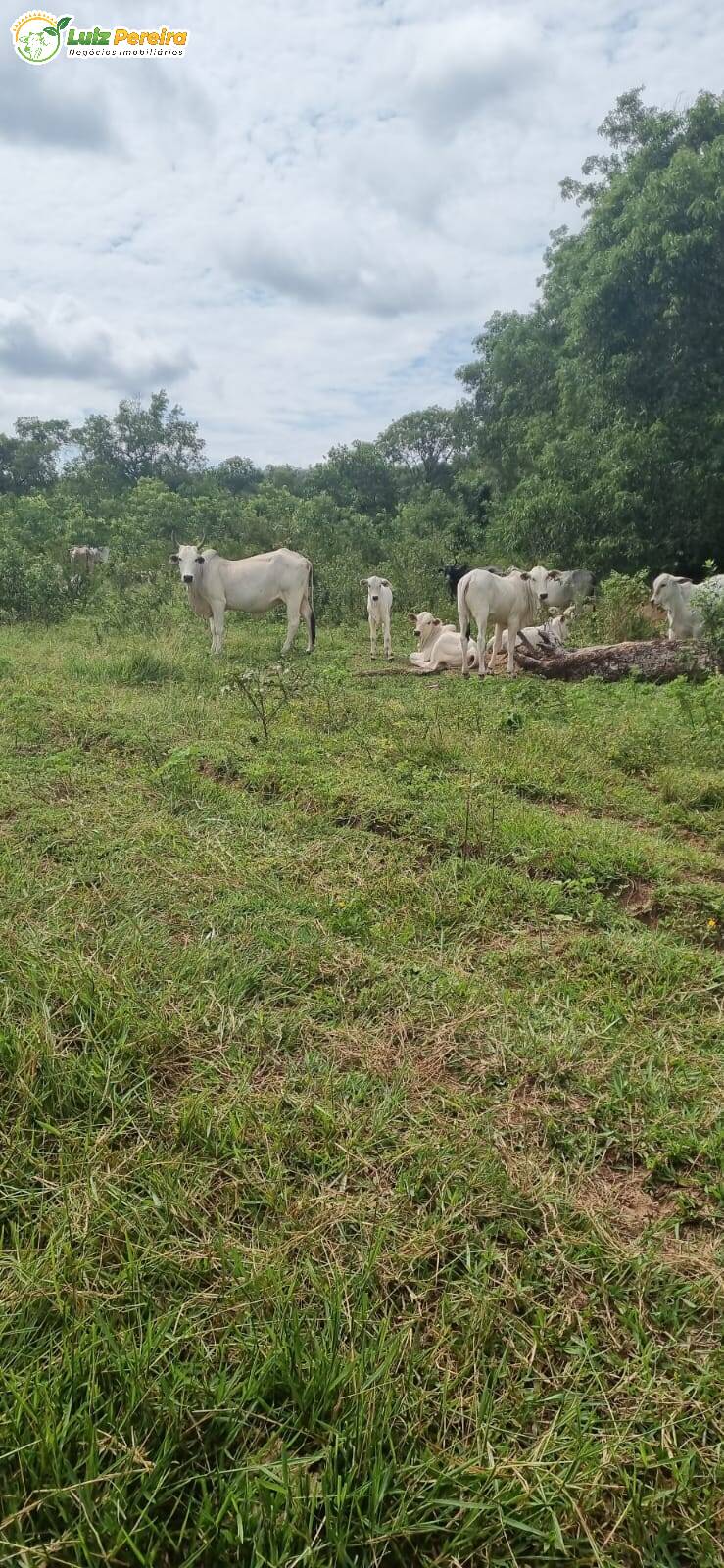 Fazenda à venda, 8760m² - Foto 4