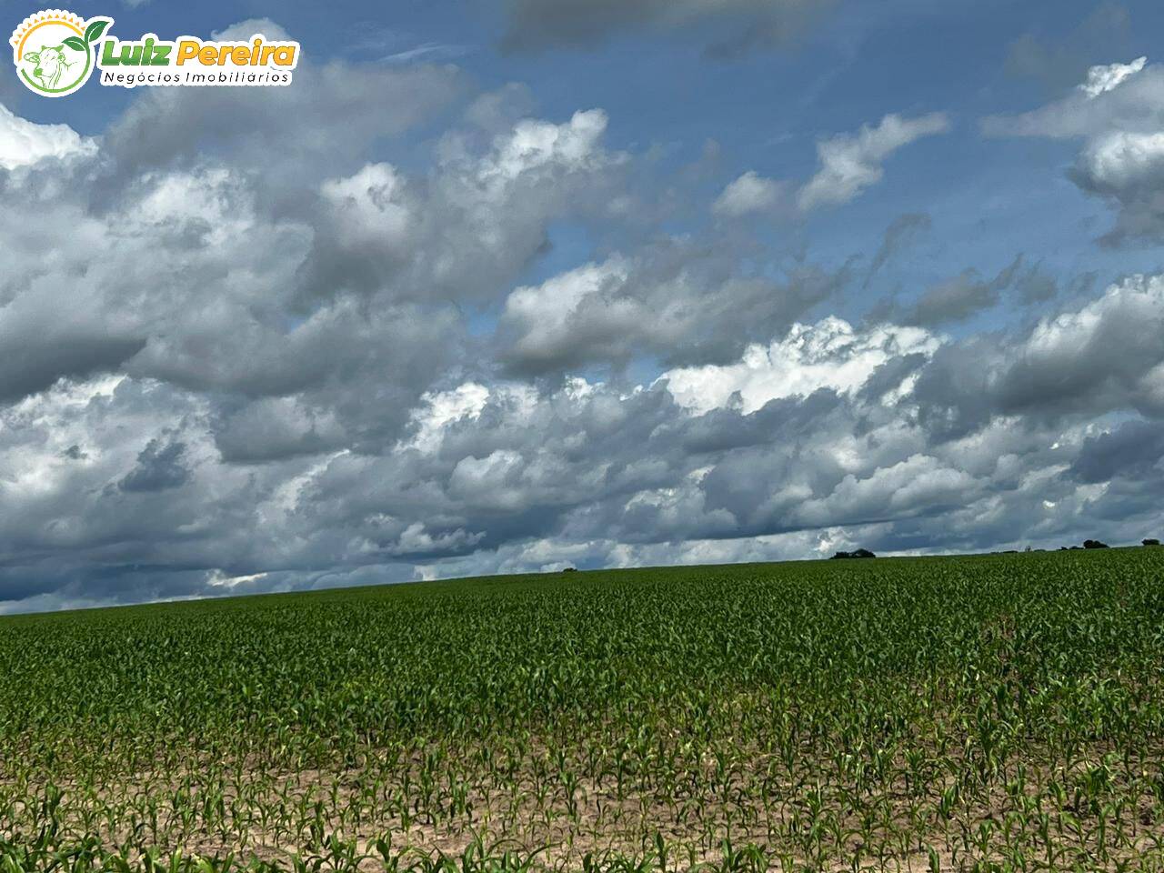 Fazenda à venda, 1654m² - Foto 6