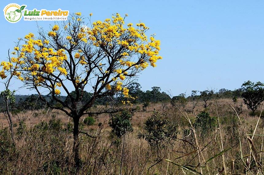 Fazenda à venda, 1160m² - Foto 2