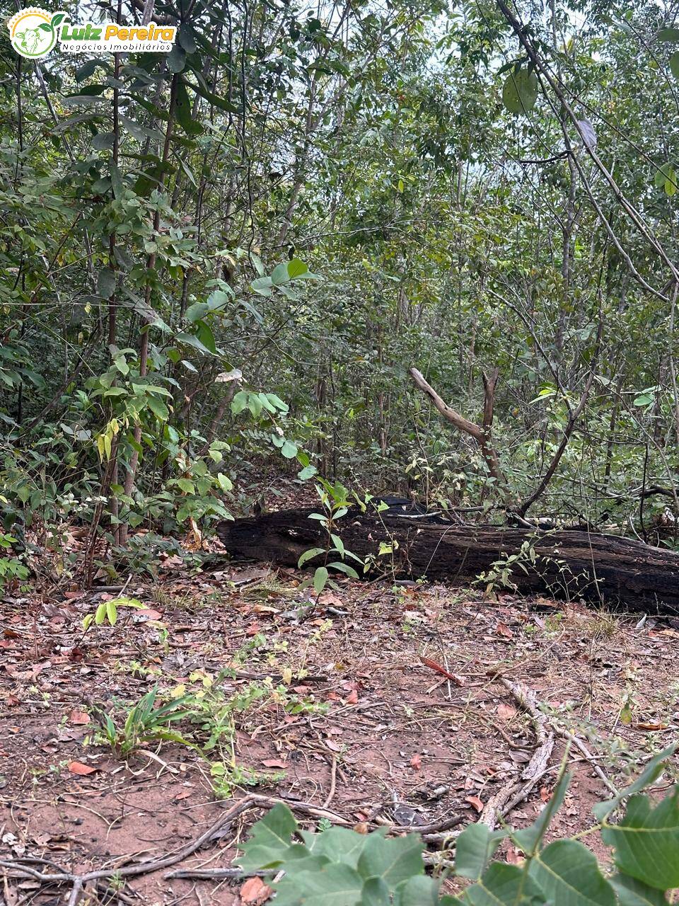 Fazenda à venda, 700m² - Foto 4